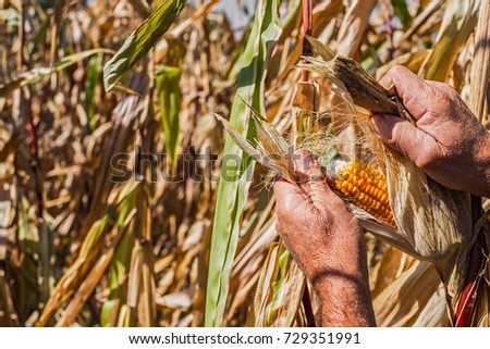 Man's Hands picking corn on field in harvesting autumn season