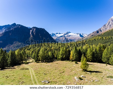 Footpath in a green meadows, beautiful forest with pines in mountain