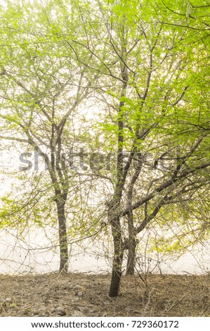 Abstract forest background, nature abstract background, forest blurred background.