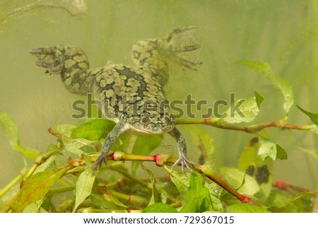 African clawed frog. These frogs are plentiful in ponds and rivers within the south-eastern portion of Sub-Saharan Africa. They are aquatic and are often greenish-grey in color.