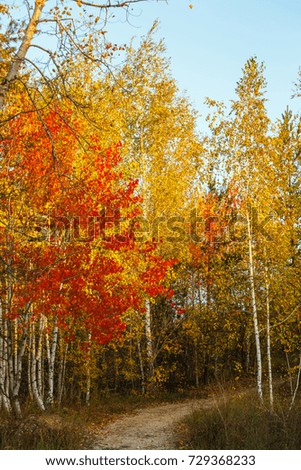 Autumn forest. Beautiful bright colors of autumn in temperate forest in october: birch, aspen, fir tree and others. 