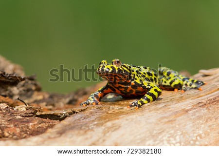 Oriental fire-bellied toad is a small semiaquatic frog species found in Korea, northeastern China, and adjacent parts of Russia. Typically a bright green with black mottling on their dorsal regions