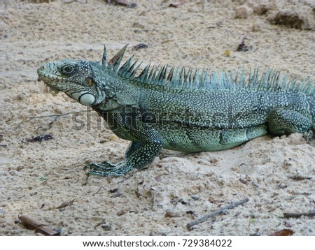 Green iguana (Iguana iguana) Iguanidae family. Amazon rainforest, Brazil