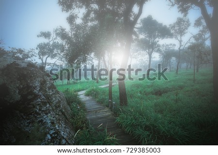 Trails walk in a forest for explore nature in National Park of thailand.