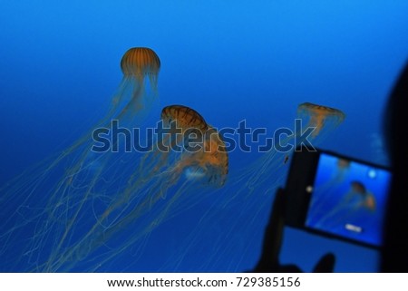 Jellyfish and traveler
