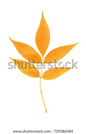 Retouched autumn leaf isolated on white background