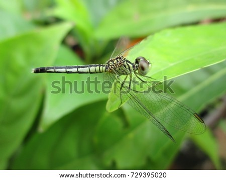 Dragonfly on the leaf Royalty-Free Stock Photo #729395020