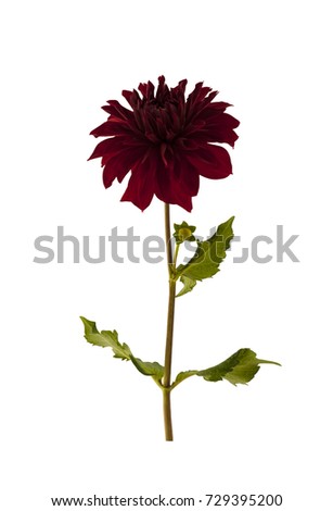 
Dark red dahlia flower isolated on a white background.
