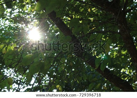 Sun Shining Of Tall Tree. Sunlight In Deciduous Forest, Summer Nature, Sunny Day.
