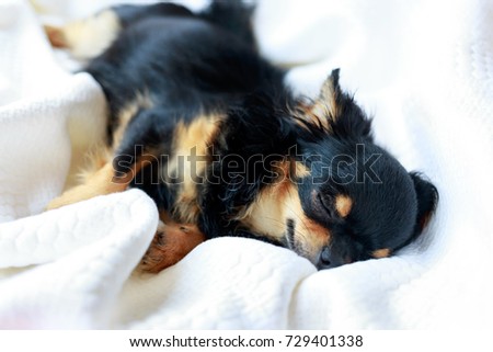 Chihuahua dog sleep on white bed on white isolated background.