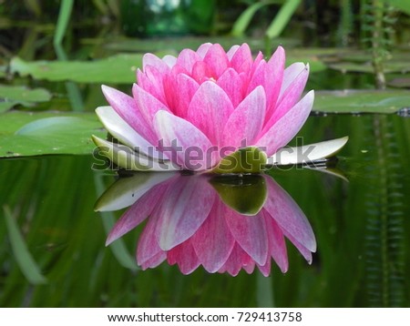 Reflected water lily