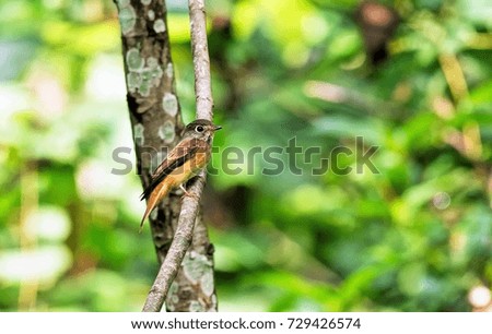 Ferruginous Flycatcher (Muscicapa ferruginea) in nature scene