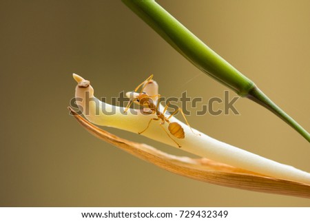 Red fire ant climbing on fresh or young flower pedal on earth tone nature background, selective focus on ant