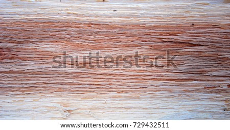 Wooden Background, texture of a dry tree trunk