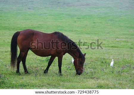 Horse, Jeju Island, South Korea 