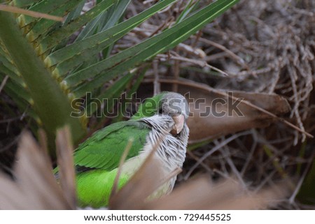 Monk parakeet bird on a branch in Barcelona, Spain