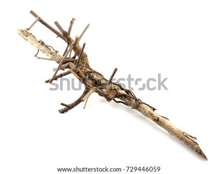 Twig dry branches isolated on white background.