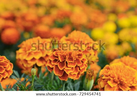 Marigolds (Tagetes erecta, Mexican marigold, Aztec marigold, African marigold) Royalty-Free Stock Photo #729454741