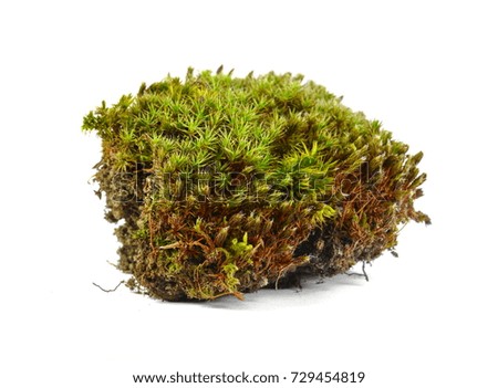 Green moss. Closeup. Isolated on white background. Studio photography.
