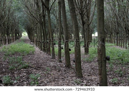 Rubber tree forest so beautiful landscape with sun ray of shine