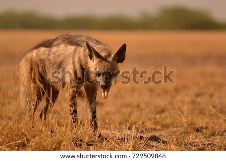 Indian striped hyena yawning