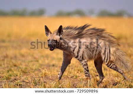 Indian striped hyena