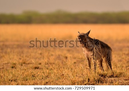Indian striped hyena soaking up the morning sun