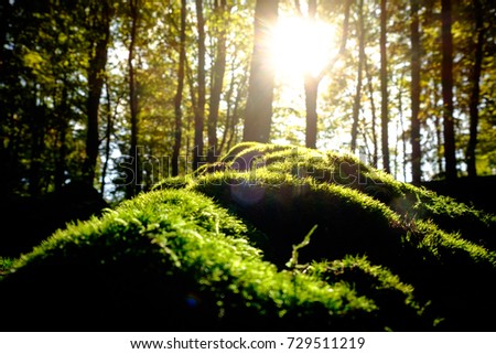 Close up green moss cover stone in pine forest. Warm sunlight in the morning through big tree.