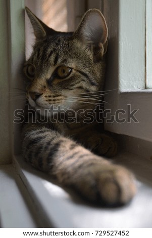 beautiful tiger cat lying in the white wooden window