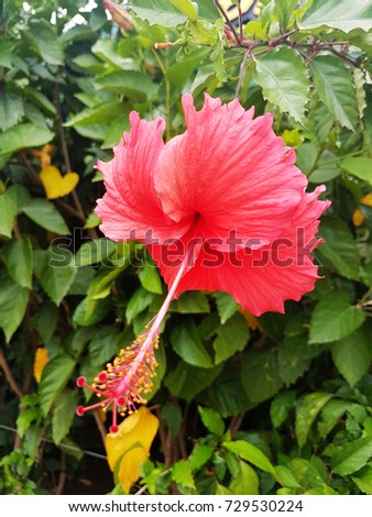 flower background. Flower in thailand.