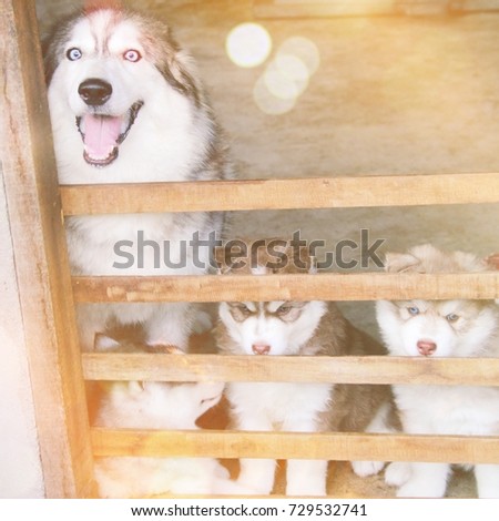 cute siberian husky family in cage, mother and son