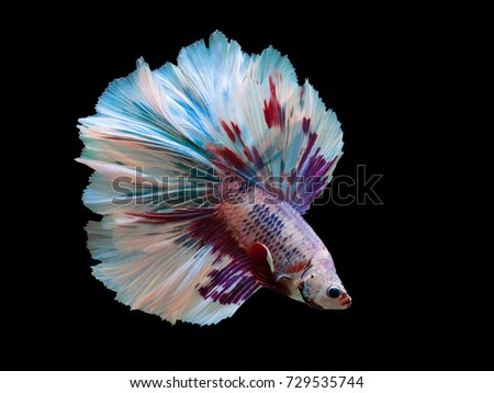 Multi color Siamese fighting fish (Rosetail)(Halfmoon),fighting fish,Betta splendens