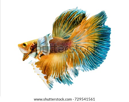 The Betta Siamese fighting fish, Betta splendens Pla-kad ( biting fish ) Thai. (Halfmoon big ears fancy yellow white blue betta ) in motion, isolated on white with clipping path