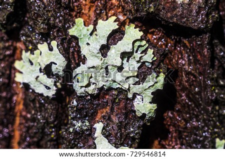 lichens in western Siberia, forest micro-landscape, landscape in the microcosm