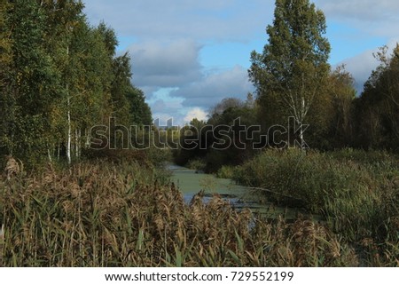 high grass and forest along the river bank
