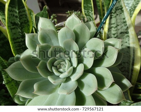 Green succulent plant on sunny day.