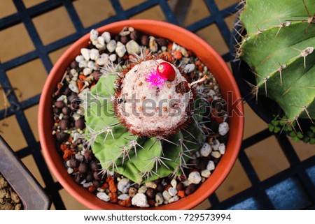succulent plants cactus flowers 