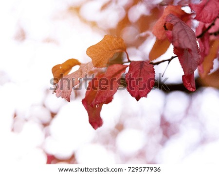 Red leaves on a tree branch in autumn with evening sunshine. Selective focus.