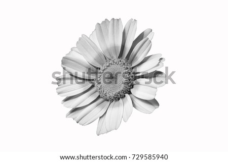 Chamomile Flower Faceing Sun In Fine Art Process