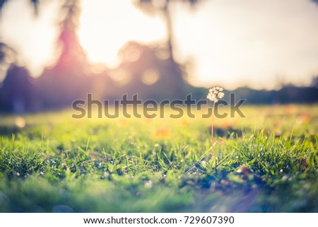 Abstract autumn background with colorful sunset and sun rays for relaxing mood. Green grass and a dandelion