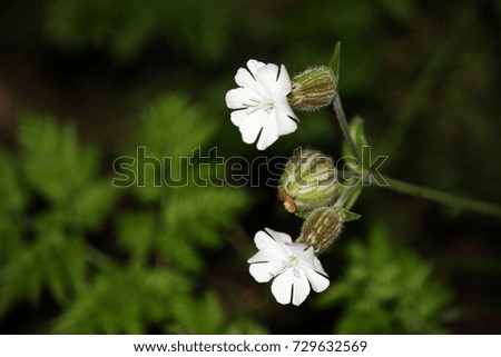 White campion (Silene latifolia) grows in most open habitats, particularly wasteland and fields. Flowering lasts from late spring to early autumn.