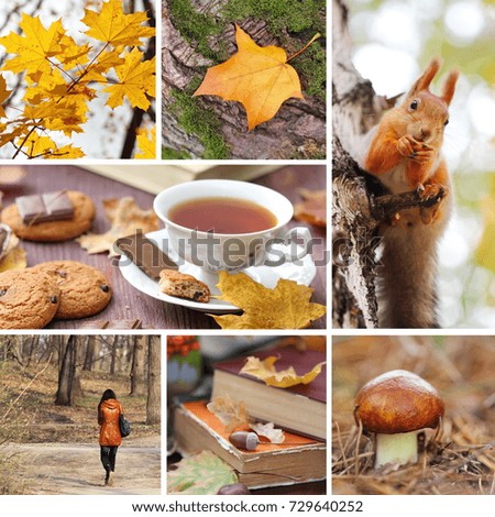 Beautiful set with autumn pictures. Seasonal collage.