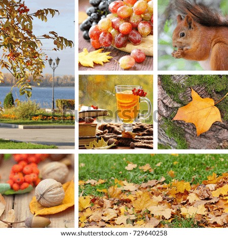 Beautiful set with autumn pictures. Seasonal collage.