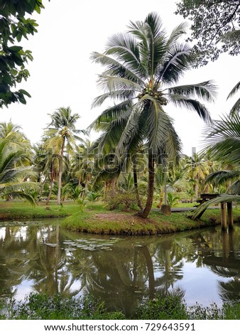 Coconut tree with canal in the park.
