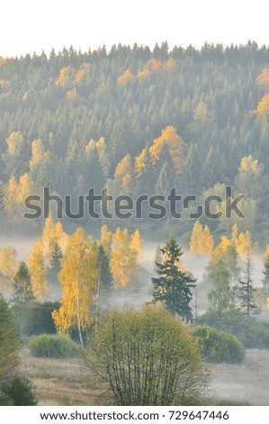 Autumn forest with nice colorful leaves branches in mist