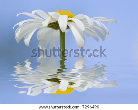 Daisy reflection, fresh and ready for new day
