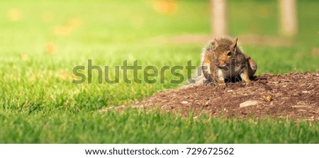 A cute brown squirrel hunting for fruits sitting on grass during early autumn at sunset, city of Detroit, Michigan, U.S.A.