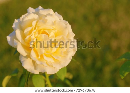 perfect white rose on green background