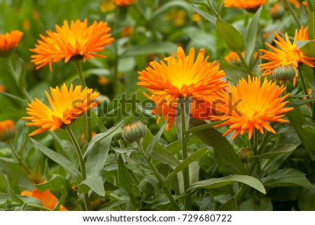 beautiful bright orange calendula flowers