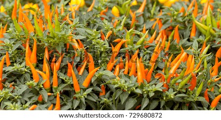 beautiful exuberant bushes with orange and yellow pepper